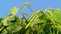 Vigna radiata green gram munggo fruits